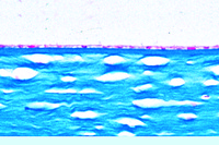 Prepared Microscope Slide. Simple squamous epithelium