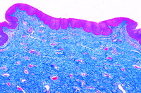 Prepared Microscope Slide. Stratified