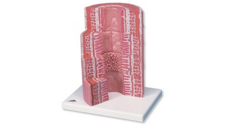Microanatomy Digestive System. 20 times enlarged