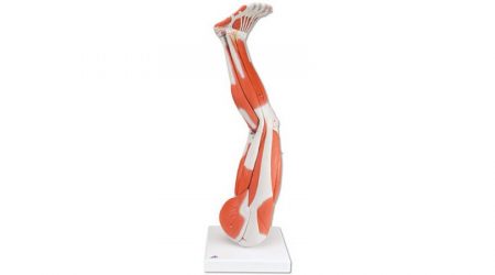 Muscles of the Human Leg. 9 Part. 3/4 Life Size