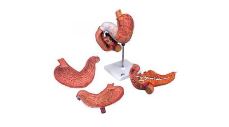 Stomach