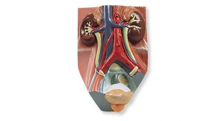Urinary System 3 Quarter Life Size. Male