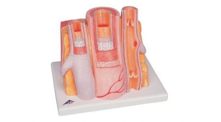 3B MICROanatomy™ Artery and Vein -14-times enlarged