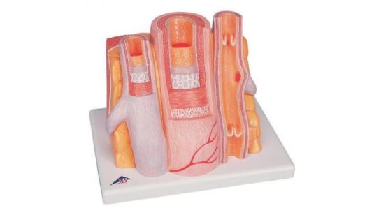 3B MICROanatomy™ Artery and Vein -14-times enlarged