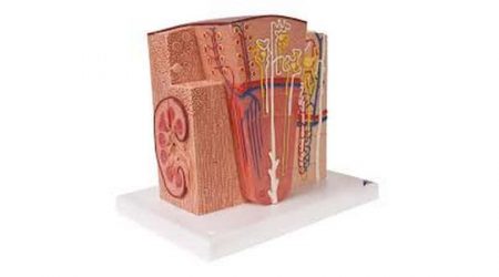 3B MICROanatomy™ Kidney