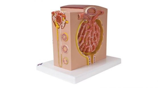 3B MICROanatomy™ Kidney