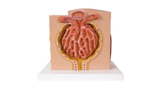 3B MICROanatomy™ Kidney
