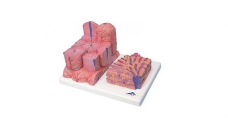 3B MICROanatomy™ Liver