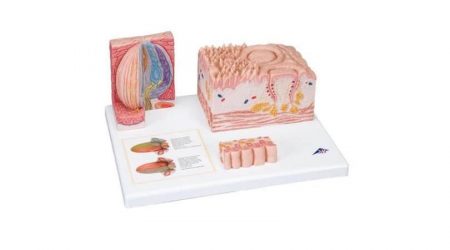 3B MICROanatomy™ Tongue