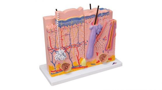 3 part Skin Model