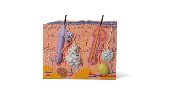 3 part Skin Model