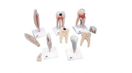 Classic Tooth Model Series, 5 models