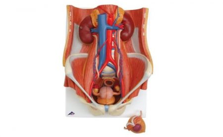 Dual Sex Urinary System, 6 part