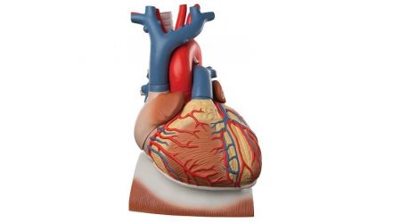 Heart on Diaphragm, 3 times life size, 10 part