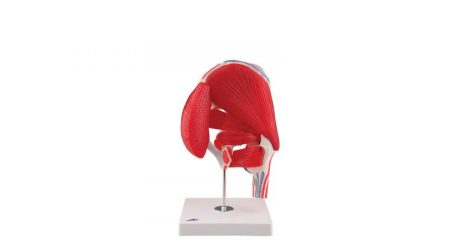 Hip Joint with Removable Muscles, 7 part