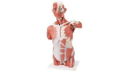 Life size Muscle Torso Model, 27 part