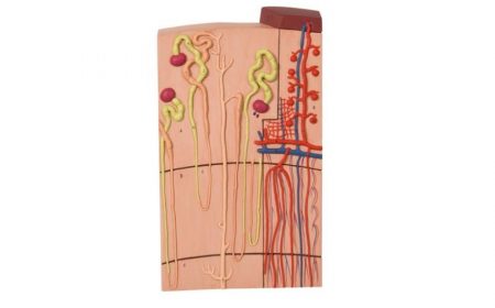 Nephrons and Blood Vessels, 120 times full-size