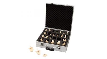 Set of 24 BONElike™ Vertebrae Models