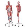 3/4 Life-Size Dual Sex Muscle Model on a metal stand with 5 casters, 45-part