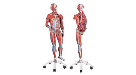 3/4 Life-Size Dual Sex Muscle Model on a metal stand with 5 casters, 45-part