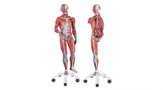 3/4 Life-Size Dual Sex Muscle Model on a metal stand with 5 casters, 45-part