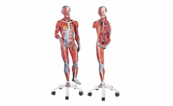 3/4 Life-Size Female Muscle Model on a metal stand without internal organs, 23-part
